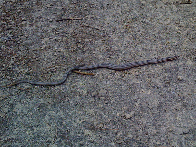 Burton’s Legless LizardFriends of Queens Park Bushland Friends of Queens Park Bushland