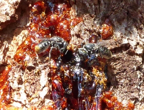 Megachile (Hackeriapis) oblonga