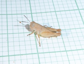 Grasshopper 26