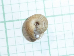 White Italian Snail, Theba pisana