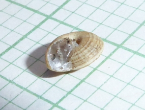 White Italian Snail, Theba pisana