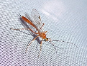 Wasp 33