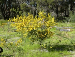 Acacia pulchella