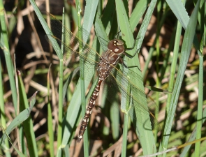 Adversaeschna brevistyla, Blue-spotted Hawker
