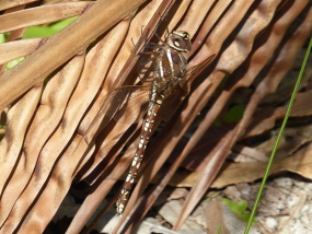 Adversaeschna brevistyla, Blue-spotted Hawker