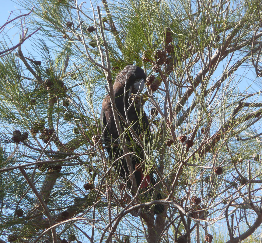 Allocasuarina fraseriana with red-tailed black cockatoo