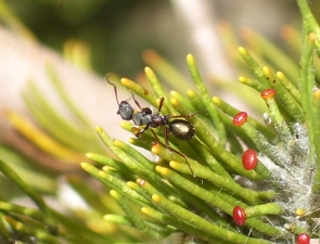 Camponotus chalceus