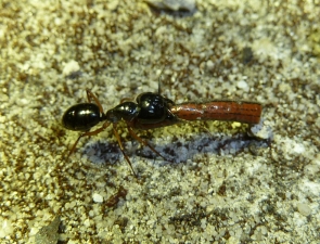 Camponotus sp g3