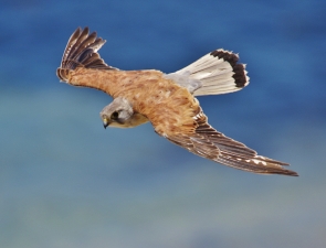 Nankeen Kestrel