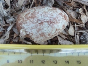 Australian Magpie egg
