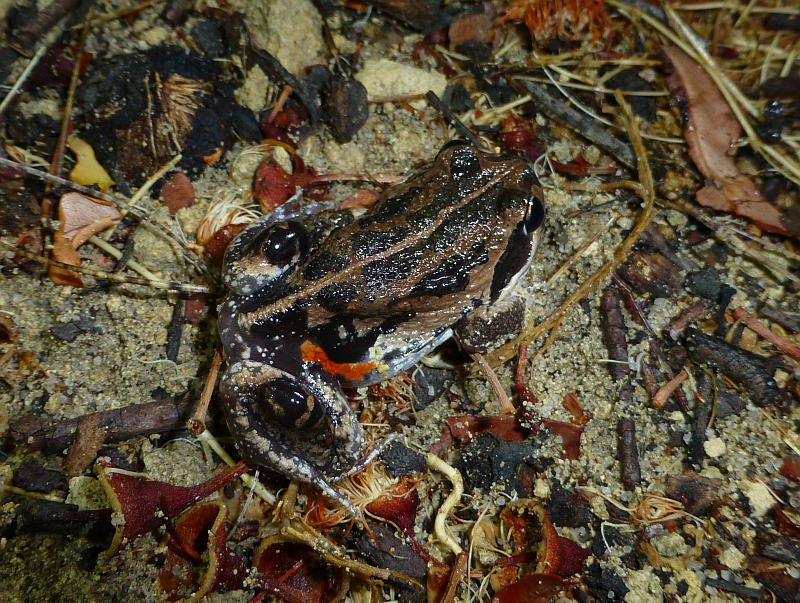 Western Banjo Frog, Limnodynastes dorsalis
