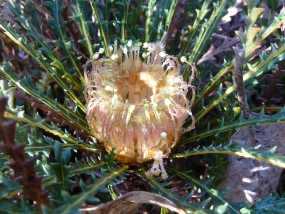 Banksia dallanneyi