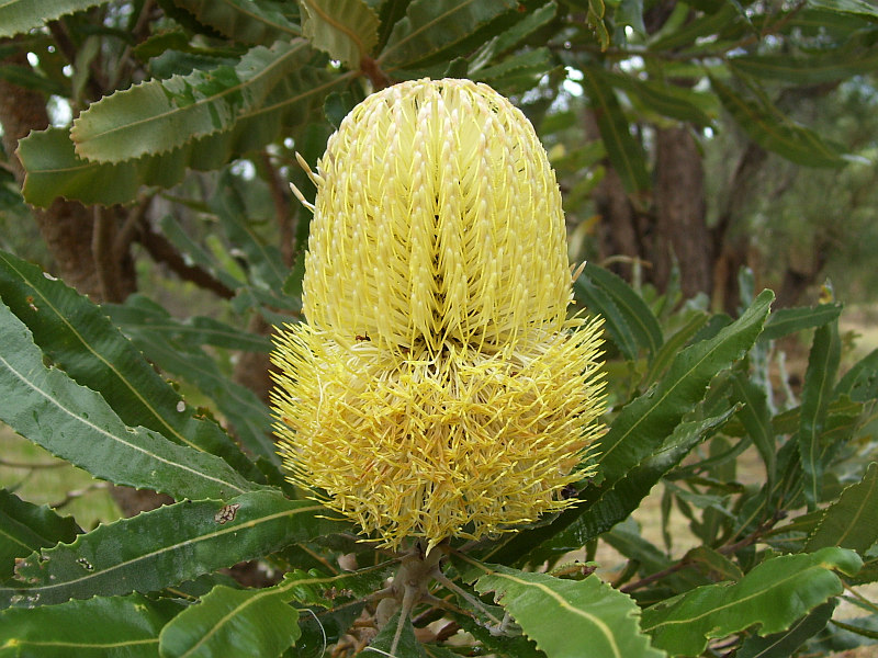 Yellow coloured flower of Banksia menziesii