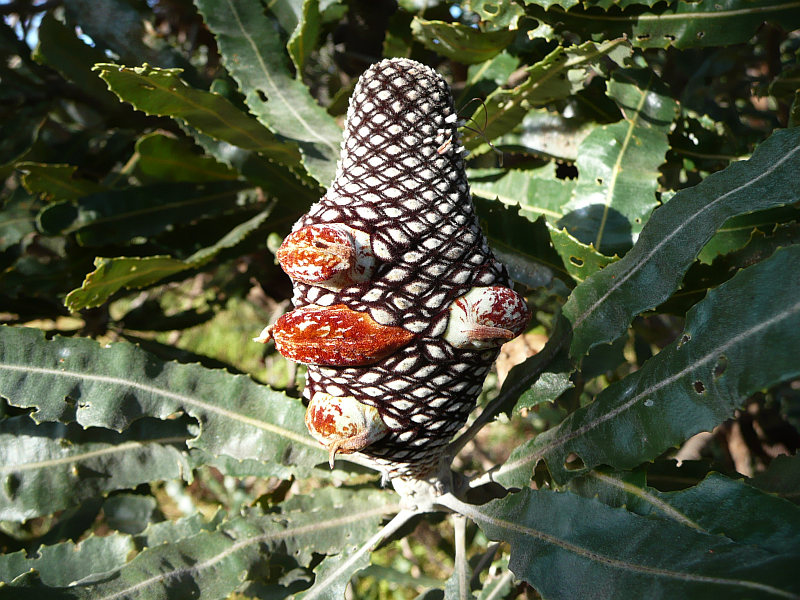 Fruiting cone of Banksia menziesii