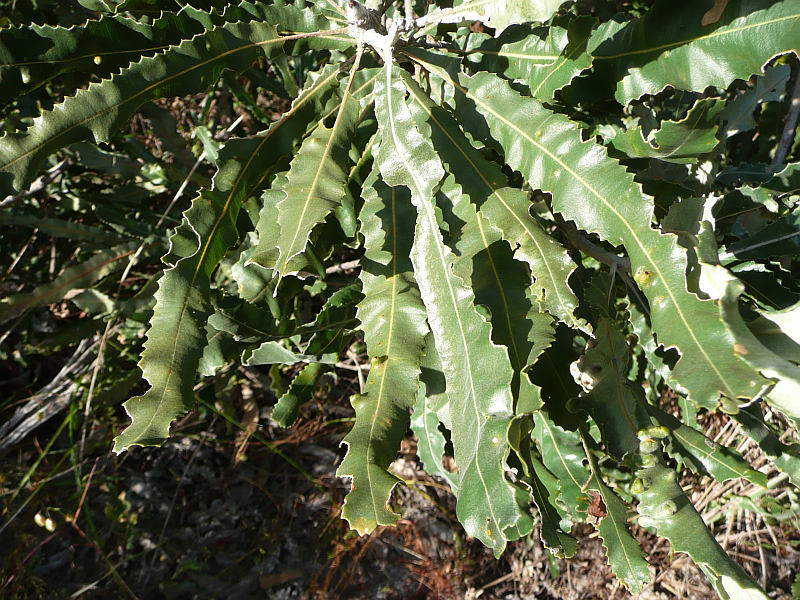 Banksia menziesii leaves