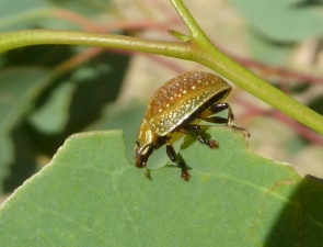 Paropsisterna variicollis