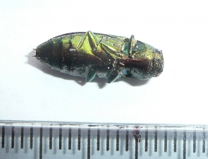 Melobasis costipennis