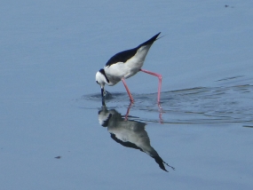 Pied Stilt
