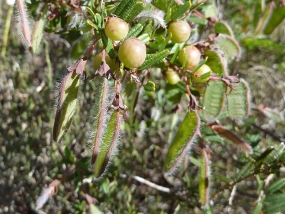 Bossiaea eriocarpa