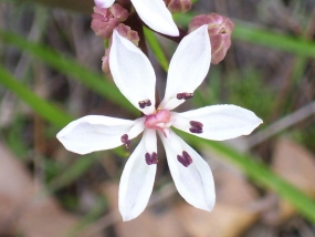 Burchardia multiflora; Milkmaids