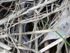 Burton's Legless Lizard hiding in the leaf litter