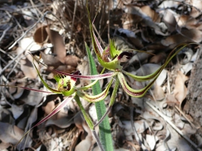 Caladenia falcata