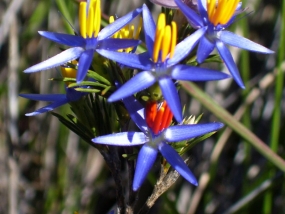 Calectasia narragara flower close-up
