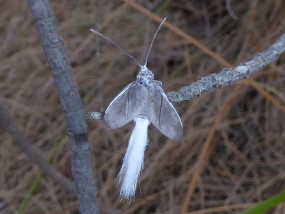 Callipappus sp
