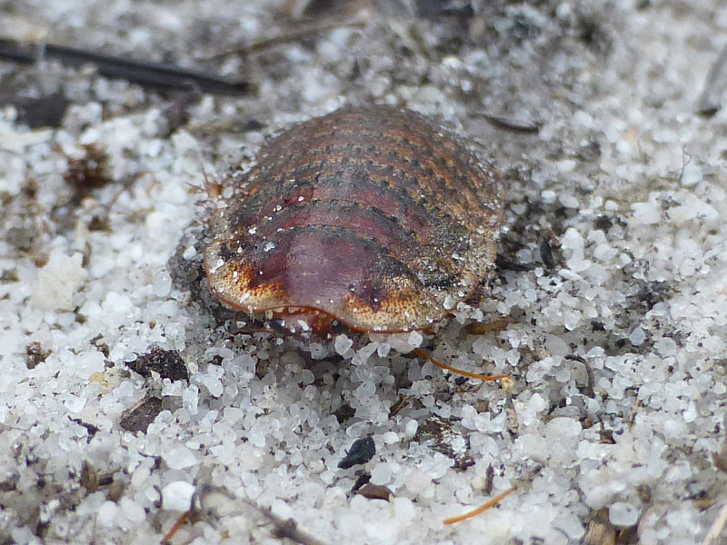 Calolampra marginalis female