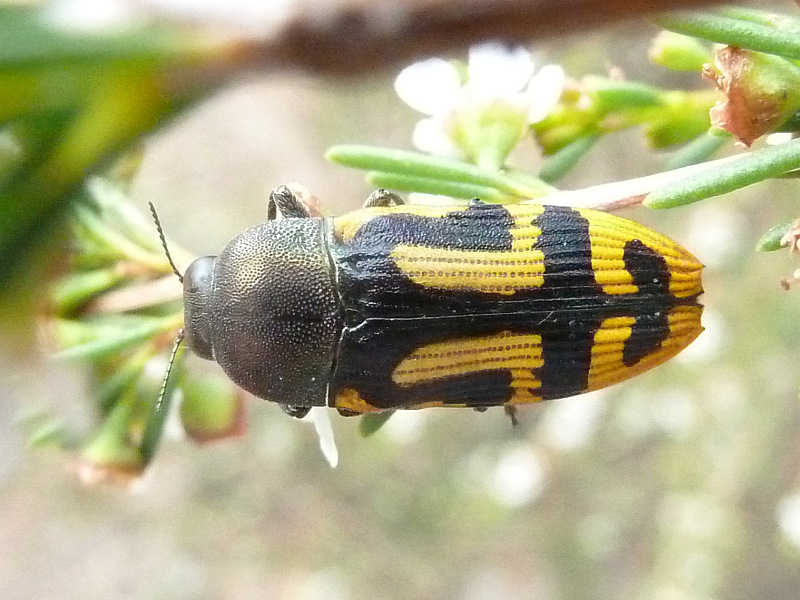 Castiarina anchoralis