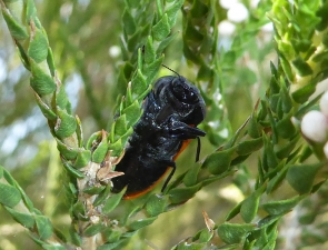 Castiarina rufipennis