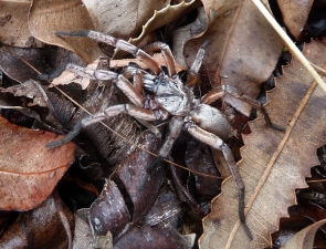 Proshermacha tepperi, Lidless Banksia Trapdoor Spider gallery 1