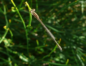 Ischnura heterosticta, Common Bluetail