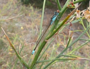 Ischnura heterosticta, Common Bluetail