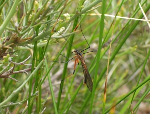 Harpobittacus similis, Common Western Scorpionfly