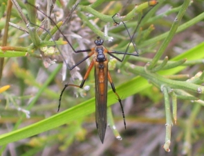 Harpobittacus similis, Common Western Scorpionfly