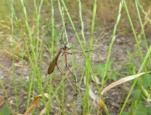 Harpobittacus similis, Common Western Scorpionfly