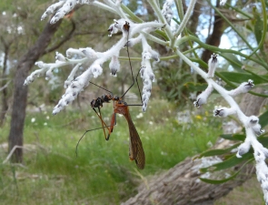 Harpobittacus similis, Common Western Scorpionfly