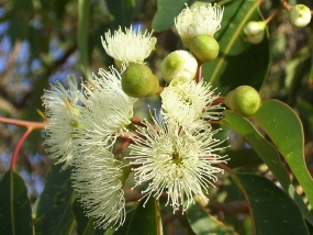 Corymbia calophylla