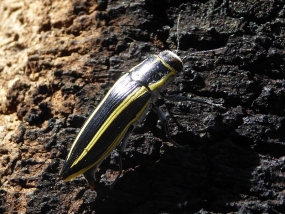 Cyrioides vittigera, striped banksia beetle