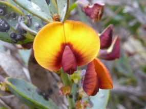 Daviesia nudiflora