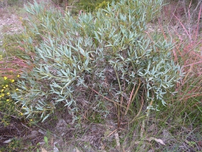 Daviesia nudiflora