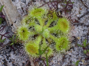 Drosera-glanduligera-showing-leaf-structure