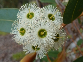 Eucalyptus marginata