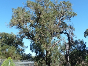 Eucalyptus todtiana