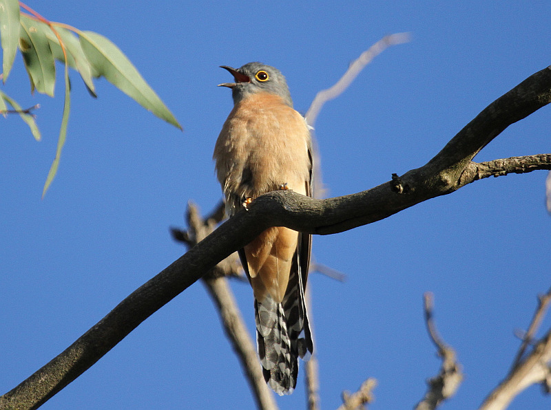Fan-tailed Cuckoo