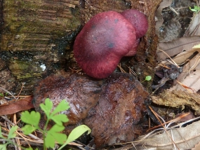 Fungi 13
