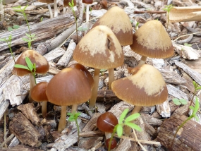 Fungi 14