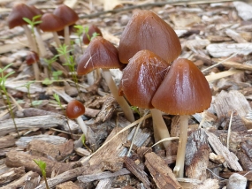 Fungi 14
