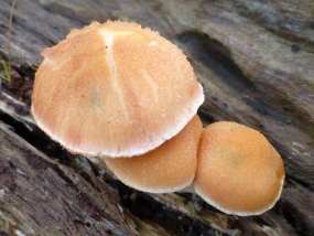 Fungi 18